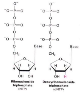 <p>Ribonucleotides (NTP) are precursors of Deoxyribonucleotides (dNTP)</p>