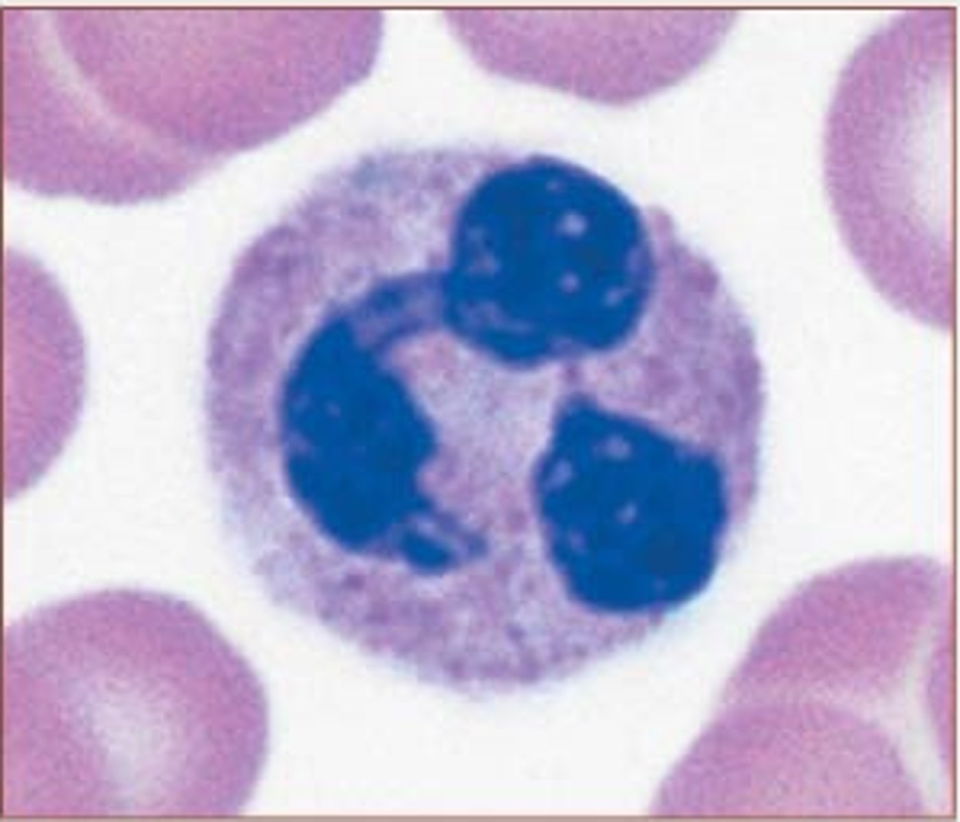 <p>Identify this leukocyte</p>