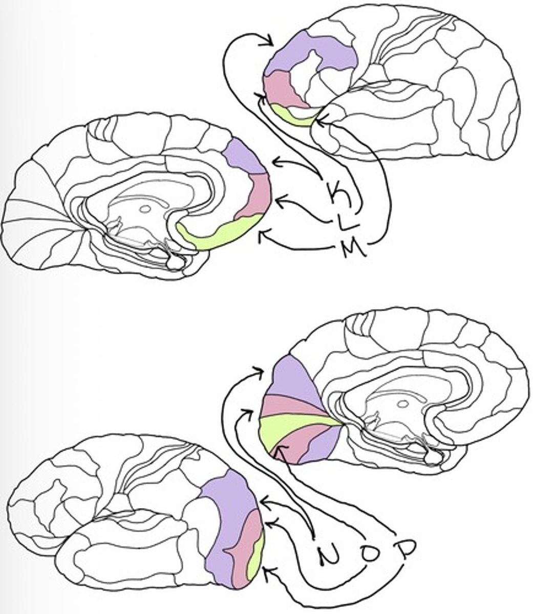<p>Vision</p>