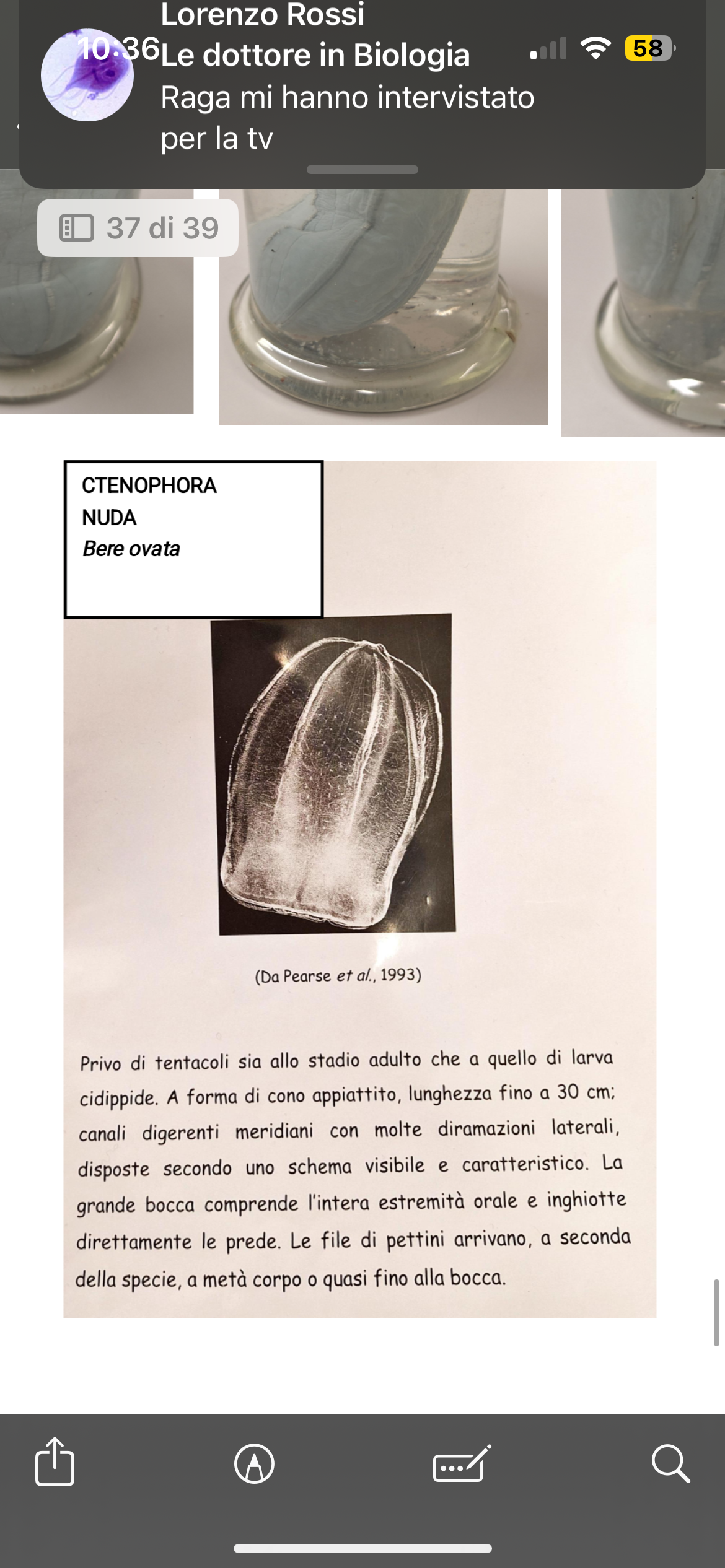 <p>CTENOPHORA</p><p>nuda</p><p><em>Bere ovata</em></p>