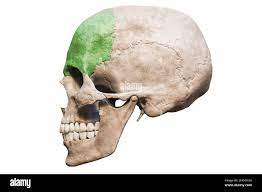 <p>Side View of Human Skull</p>