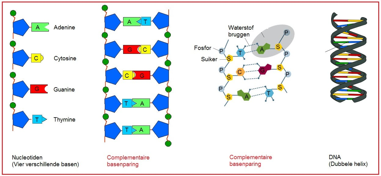 <p>Complementaire baseparing (A-T en C-G).</p>