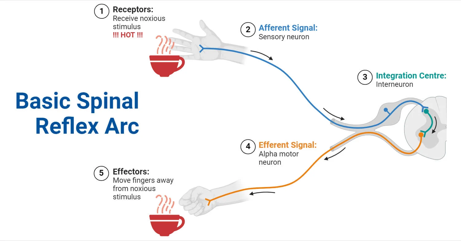 <p>important stimuli skips the brain and routes through the spinal cord for immediate reactions (hand on a hot flame)</p>