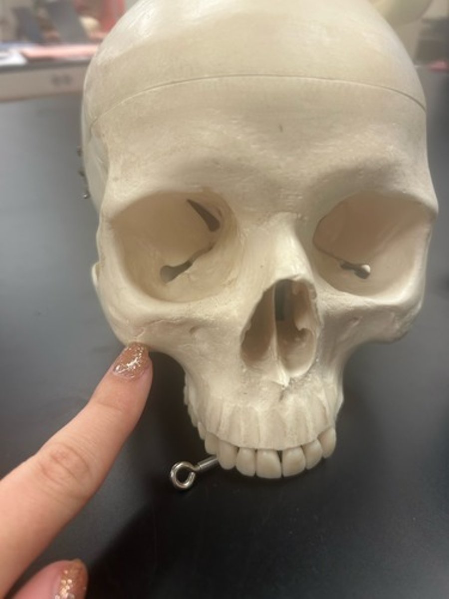 <p>name the bone</p>