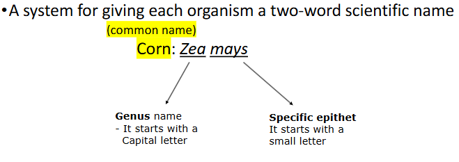 <p>A system for giving each organism a two-word scientific name</p><ul><li><p>Zea mays: species</p></li><li><p>Both names must be:</p><p>underlined (separately) (when writing in ink) or</p><p>italicized (when typing/soft copy)</p></li><li><p>Genus name can be used alone to designate all species in the genus</p></li><li><p>Specific epithet, designate the species, usually a word that describe some particular quality of the organism, never used alone, always preceded by the full or abbreviated generic name</p></li><li><p>Specific epithet can be used in more than one genus</p><p></p></li><li><p>Citation of Author’s Name</p></li><li><p>A complete botanical/scientific name for a particular plant, it must be followed by the name of the person who have identified and described the plant</p><p>• E.g Sesamum indicum named by Linnaeus → Sesamum indicum L.</p></li></ul><p></p>
