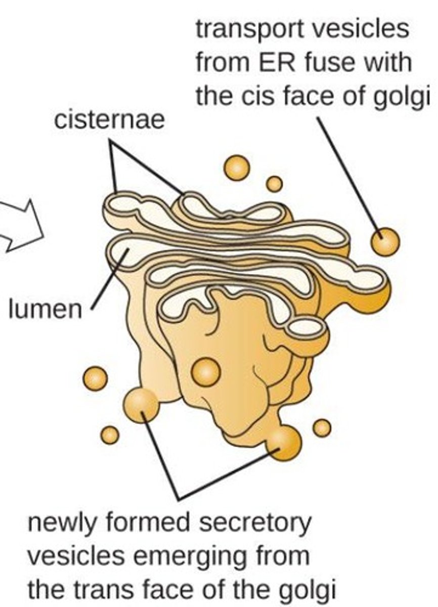 <p>An organelle that modifies, sorts, and packages proteins and lipids for secretion.</p>