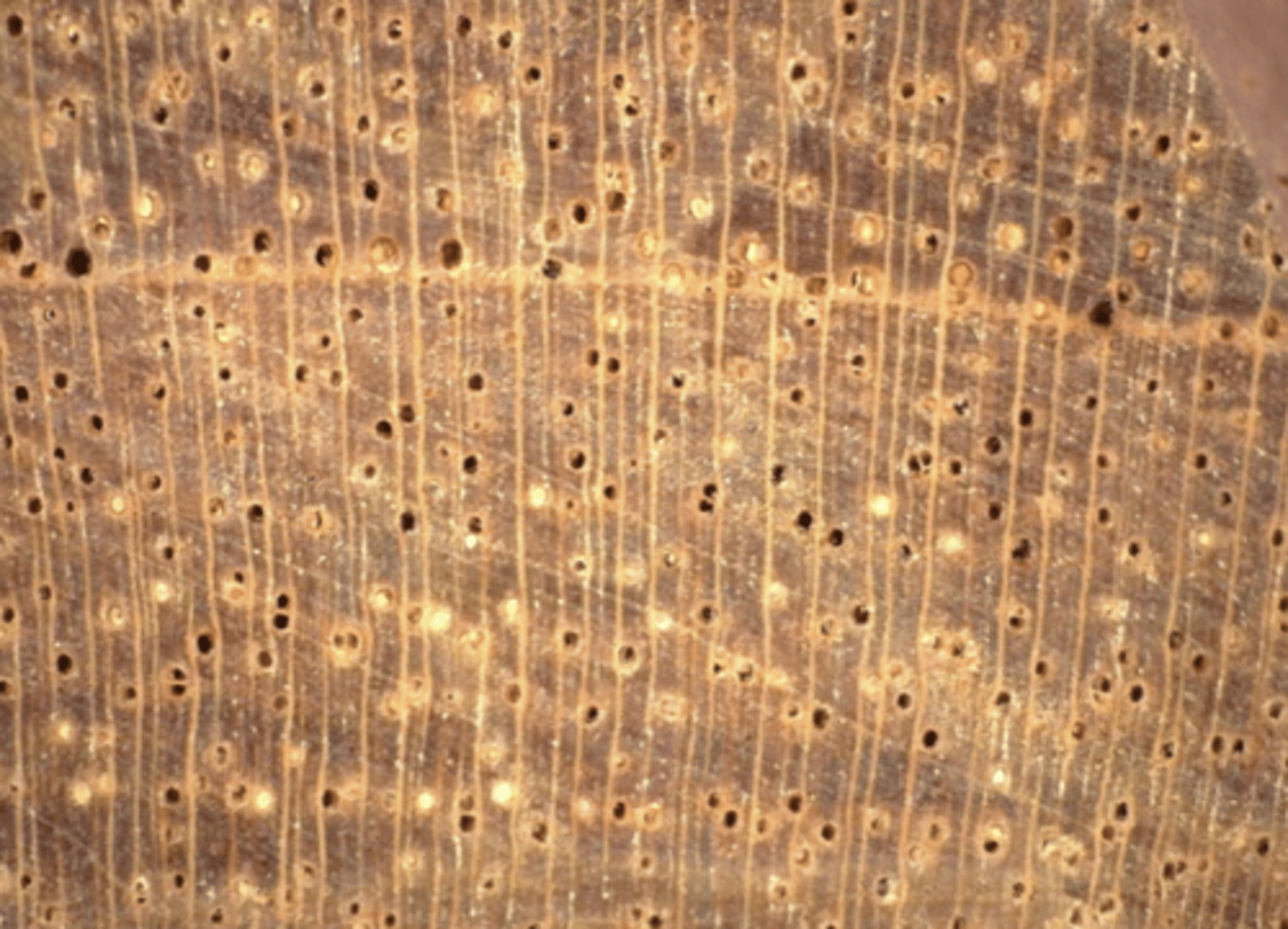 <p>Wood is light orange brown in color; ring porous with orange or blackish deposits; single layer earlywood cells</p>