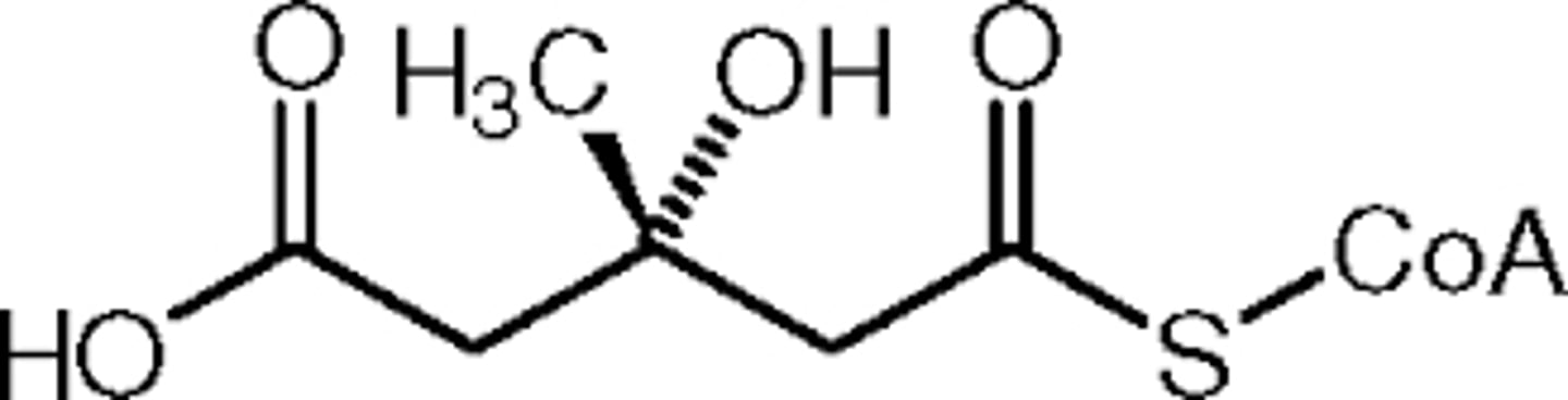 <p>Beta-Hydroxy-Beta-methylglutary-CoA</p>