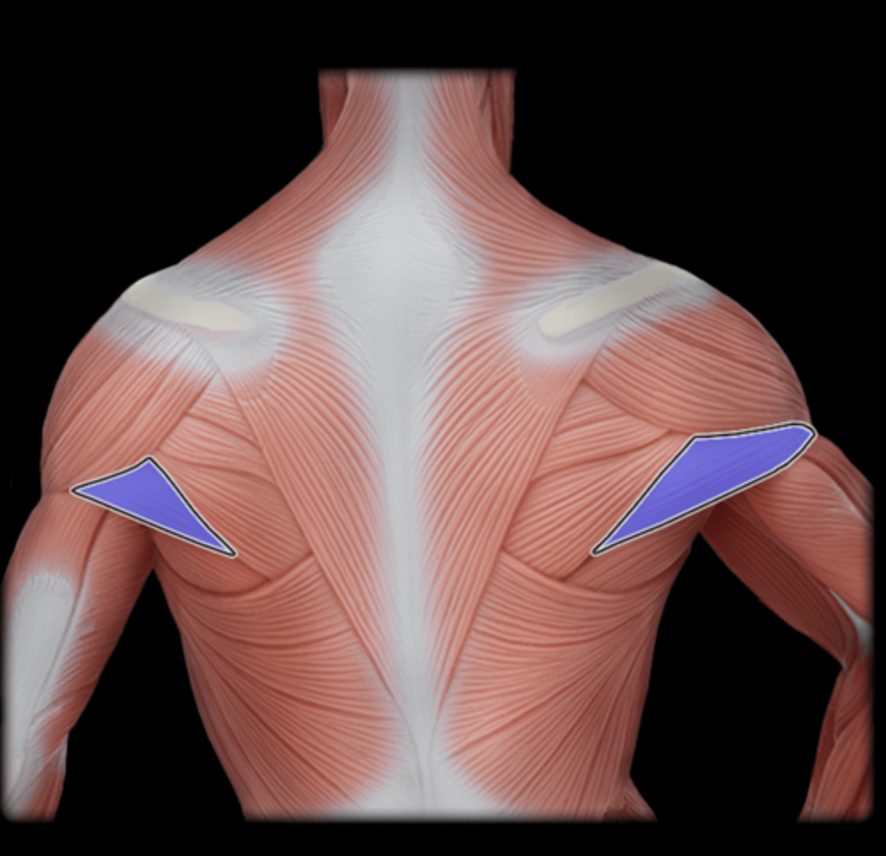 <p>What Muscle Is Highlighted?</p>