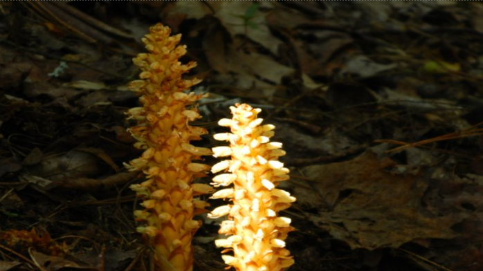 <p>A parasitic plant that lacks chlorophyll, characterized by its brownish, cylindrical flower spikes and typically found in rich, moist forested areas.</p>