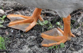 <p><span><span>Webbing occurs between toes 2, 3, and 4, but excludes the hallux</span></span></p>