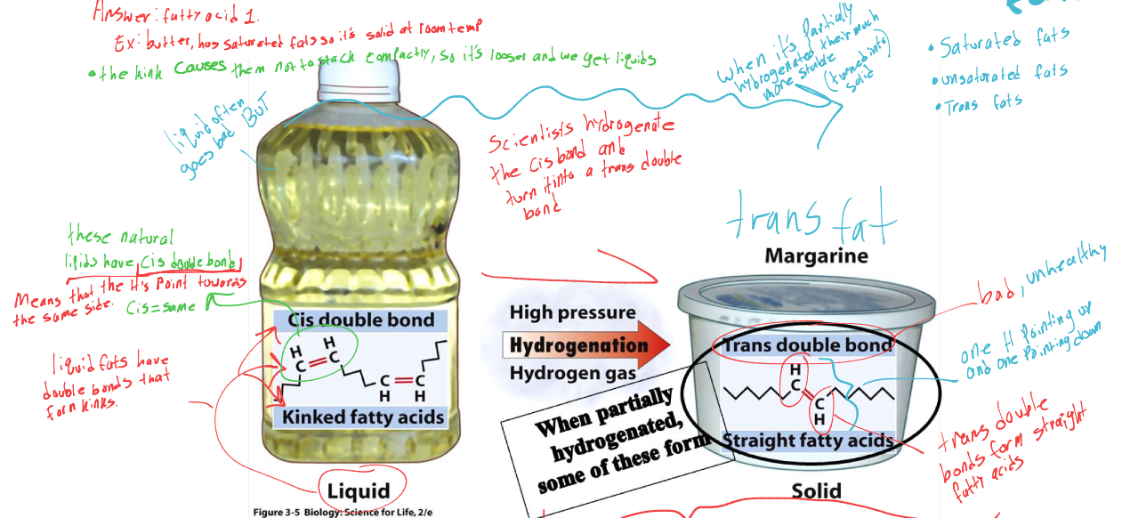 <p>what happens when the kinked fatty acid (liquid) is hydrogenated (by scientists )</p>