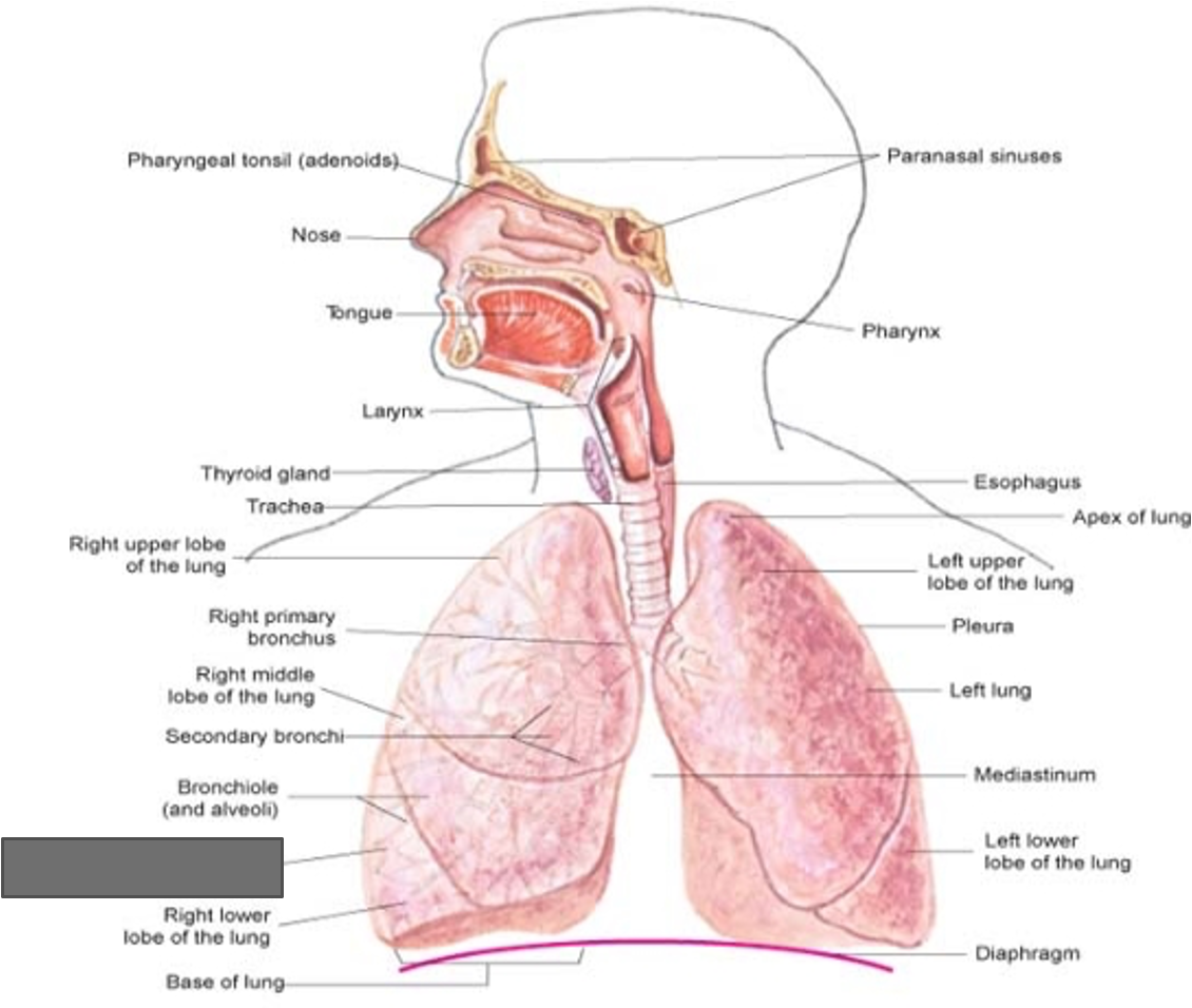 term image