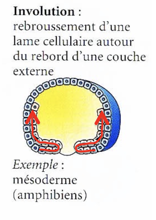 <p>Involution</p>