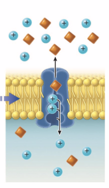 <p>concentration gradient of one molecule is used to transfer second molecule in opposite directions</p><p>e.g. sodium-proton exchanger: transports Na+ into cell and protons out of cell</p>