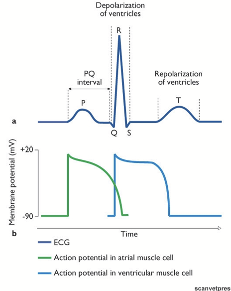 <p>Ventricle repolarization after the blood has been pumped out of the heart.</p>