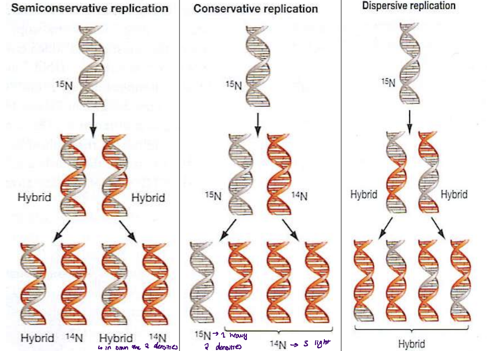 <ul><li><p>used radioactive N to label parental DNA molecules and proposed what they would see in each of the scenario</p><ul><li><p>N15 - heavy</p></li><li><p>N14 - light</p></li></ul></li><li><p>3 theories about DNA composition</p><ul><li><p>conservative</p></li><li><p>semi-conservative</p></li><li><p>dispersive</p></li></ul></li></ul>