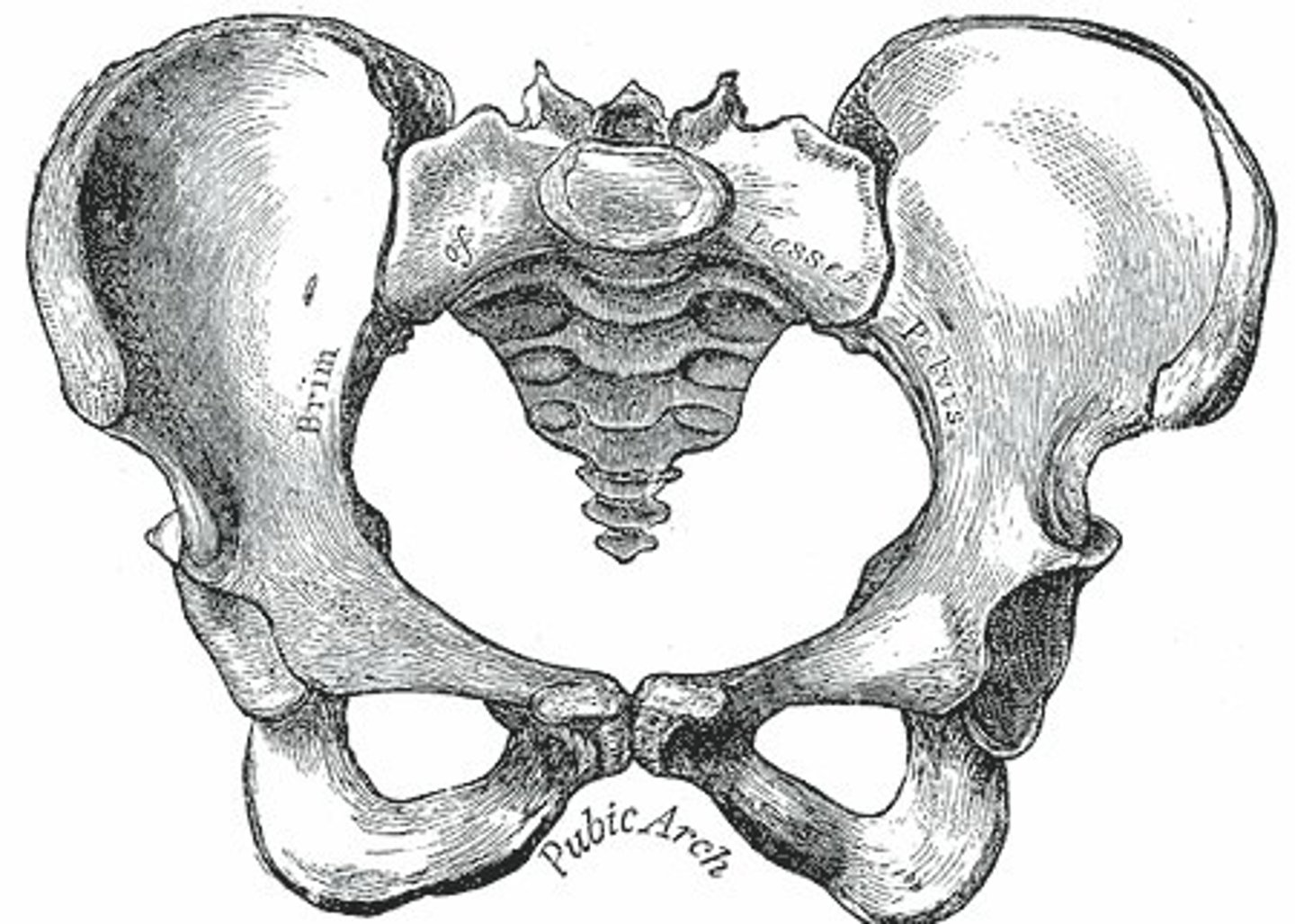 <p>wide pubic arch, oval shaped pelvic brim, straight coccyx</p>