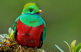 <p>Quetzals</p>