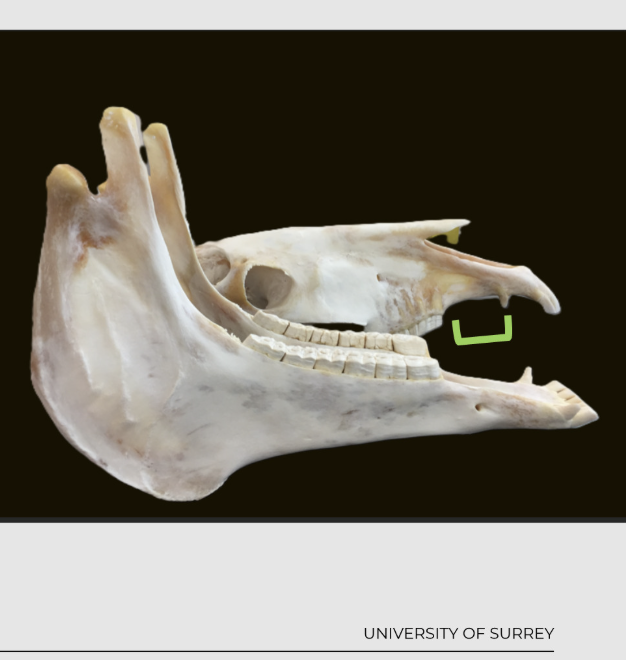 <p>a physiological gap between the incisors and premolars</p><p>also known as interdental space</p><p>usually in farm animals and rabbits</p>