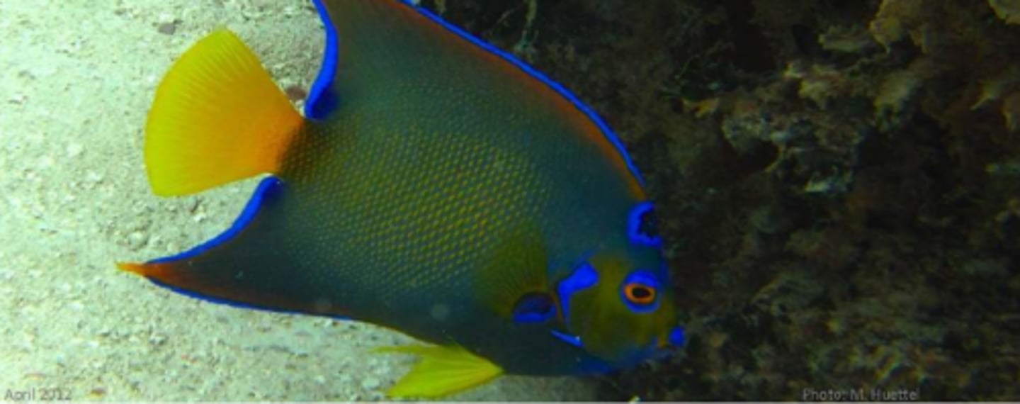 <p>Queen Angelfish</p>