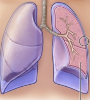 <p>The serous membrane associated with the lungs, consisting of the parietal pleura (lining the thoracic wall) and the visceral pleura (lining the lungs themselves).</p>