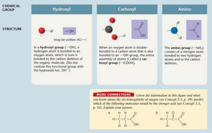 <p>Which of the functional groups shown above is most likely to gain a proton and become positively charged?</p><ol><li><p>The amino group is most likely to gain a proton.</p></li><li><p>The hydroxyl group is most likely to gain a proton.</p></li><li><p>The carboxyl group is most likely to gain a proton.</p></li></ol><p></p>
