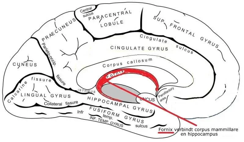 <p>Carries signals from hippocampus to septal nuclei and mammillary bodies</p><ul><li><p>memory and emotion</p></li></ul><p></p>