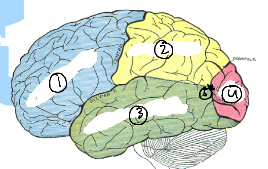 <p></p><ol start="5"><li><p>Name the parts of the cranium and their roles</p></li></ol><p></p>
