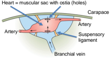 <p>The heart is surrounded by a sinus connected to the branchial vein. Heart contracts, hemolymph flows out of the heart into the arteries. The heart expands and the ostia valves open to suck in hemolymph.</p>