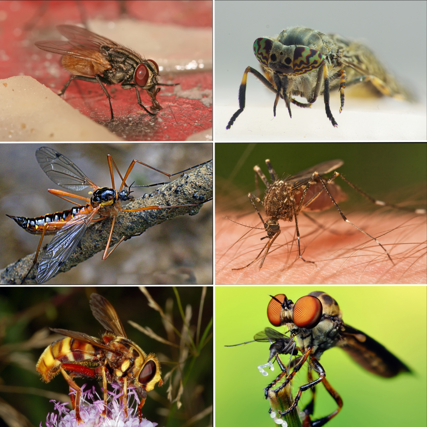 <p>Flies</p>