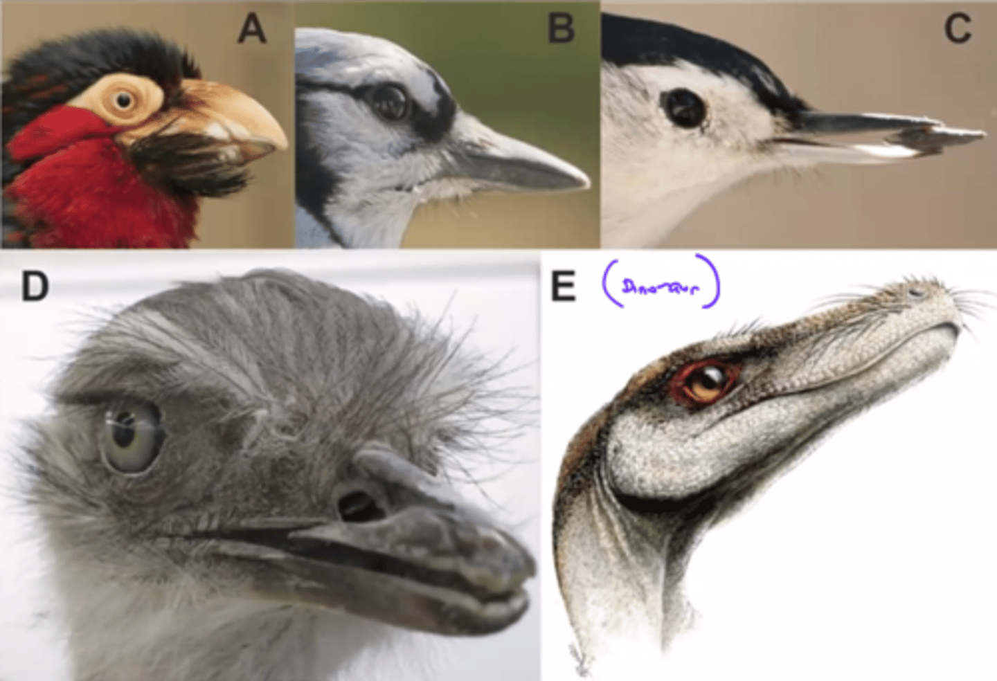 <p>They can only see so close to themselves so they can rely on their feathers to help them feel for what they are doing.</p><p>ex. Cats have whiskers since they can't see something if it get too close to them, so they feel their surroundings with their whiskers</p>