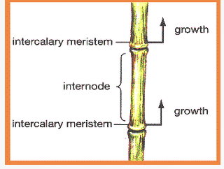 <p>Intercalary meristems</p>