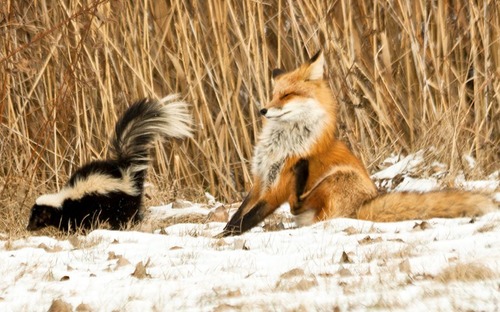 <p>An organism responds to a chemical by moving away from it. example: the smell of a skunk repels other animals</p>