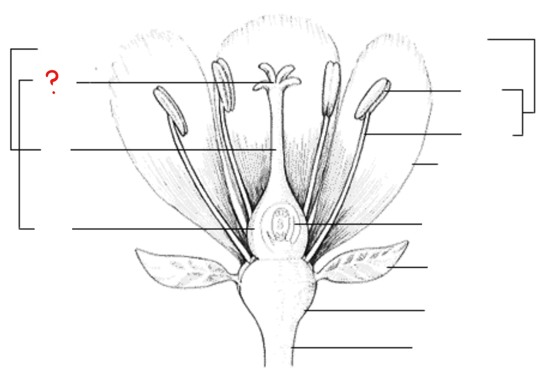 <p>at the type of the pistil; surface for pollen growth</p>