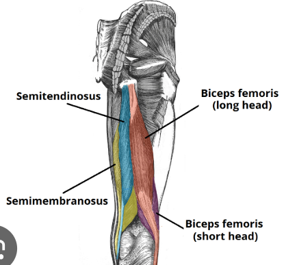<p><em>m. biceps femoris</em></p><p><em>m. semitendinosus</em></p><p><em>m. semimembranosus</em></p><p></p>
