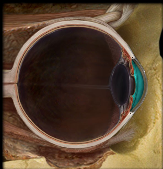 <p>Anterior Cavity <br>located behind the cornea and in front of the iris</p>