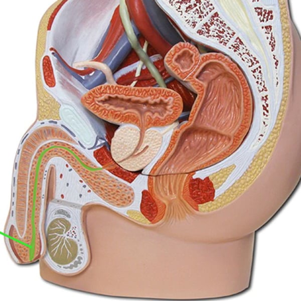 <p>Name the region of the structure.</p>