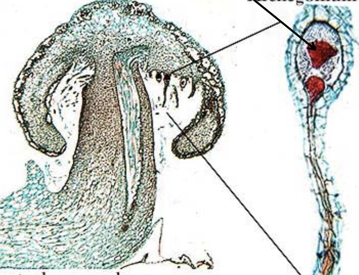 <p>What is this?</p>