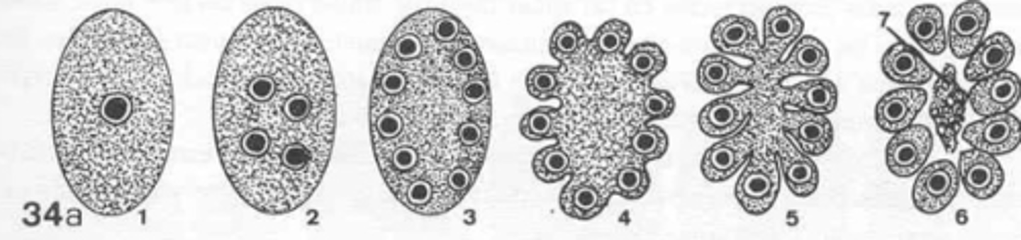 <p>what type of reproduction is this?</p>