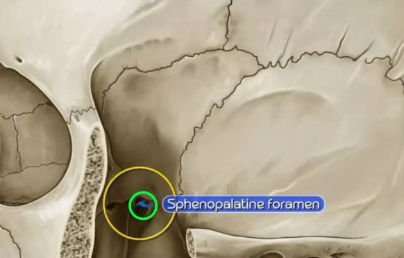 <p><strong>Medially, </strong>the pterygopalatine fossa communicates with the _____ via <strong>sphenopalatine foramen</strong></p>