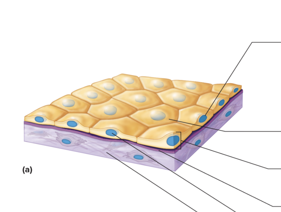 <p>Function: Filtration and Difusion</p><p>Location: Air sacs of the lungs, walls of capillaries</p>