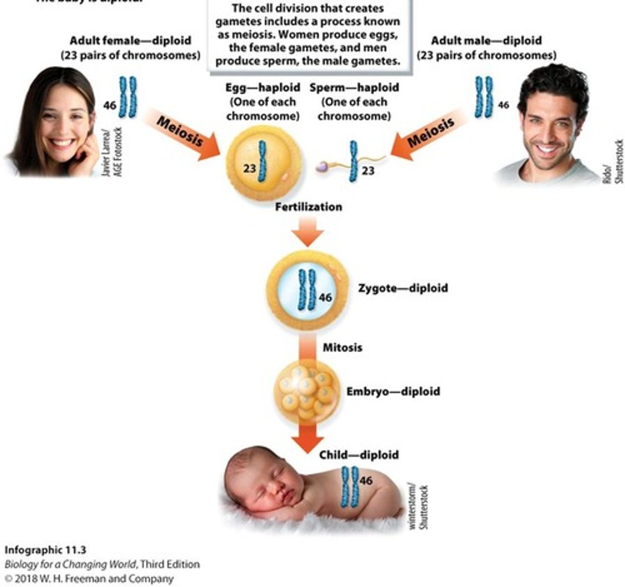 <p>The diploid cell formed when two gametes fuse during fertilization.</p>