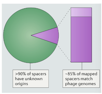 <ul><li><p>Provides insight into genetic material encountered and selected against during the course of bacterial evolution </p></li><li><p>Molecular fossil record </p></li><li><p>8.5% of the mapped spacers match phage genome (majority of spacer sequences are considered dark matter - no idea what the sequences are) </p><ul><li><p>Can give clues to new phage discoveries </p></li></ul></li><li><p>90% of the spacer sequences originate from unknown sources -> CRISPR “dark matter” </p></li><li><p>Learning a technique used in many different fields </p><ul><li><p>Plaque assays: find viral titer of sample, then wanted to generate BIMs, then wanted to find BIM infectious phages</p></li></ul></li></ul><p></p>
