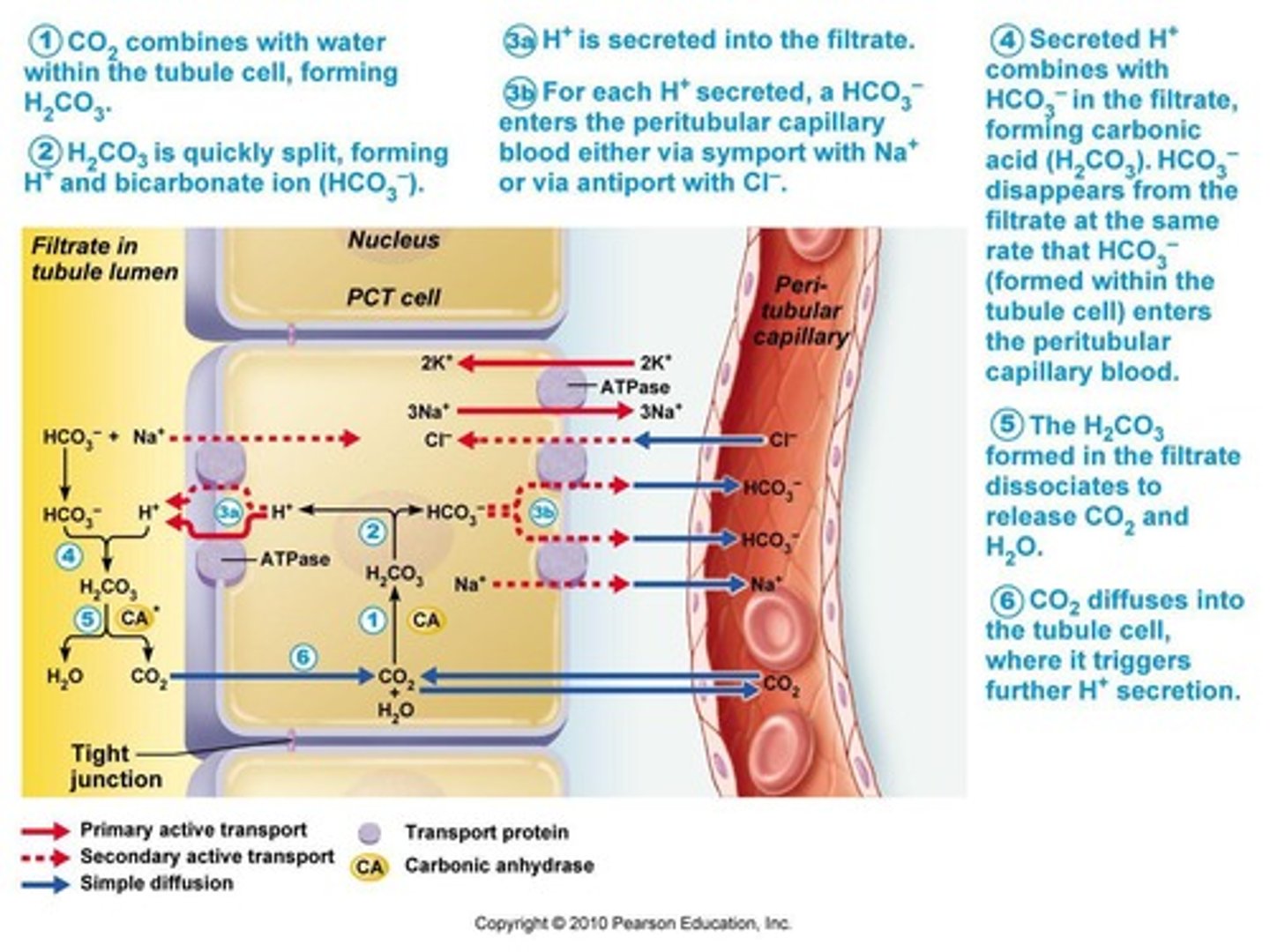 <p>Proximal tubule &amp; collecting duct adjust H+ levels.</p>