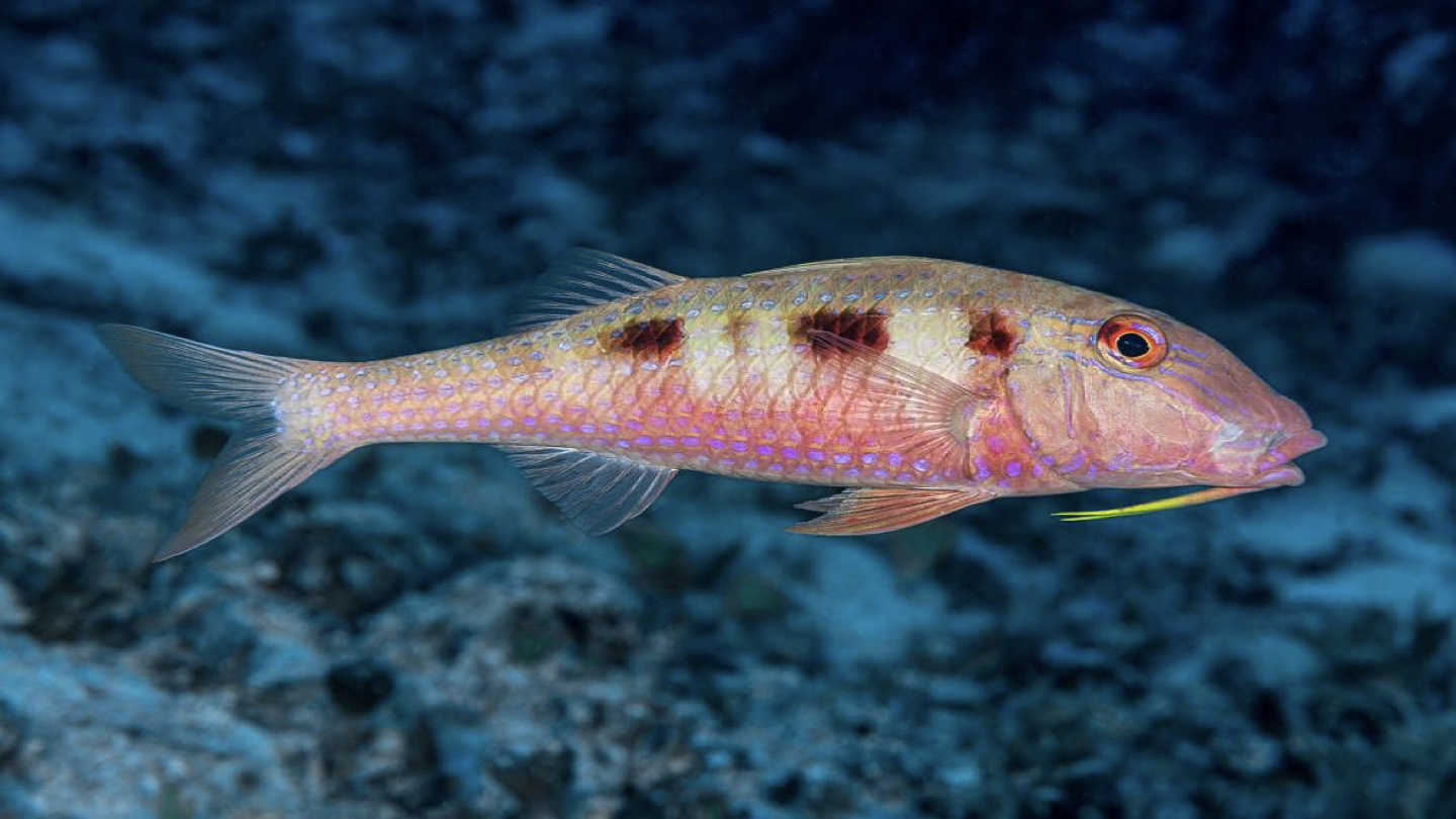 <p>WHAT FISH IS THIS</p>