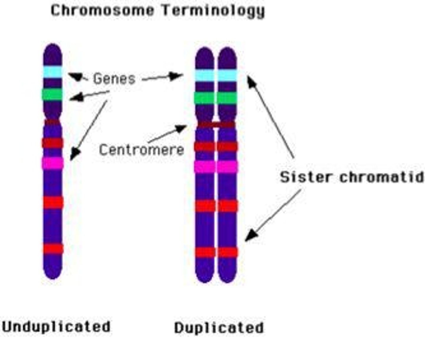 <p>Region connecting sister chromatids.</p>