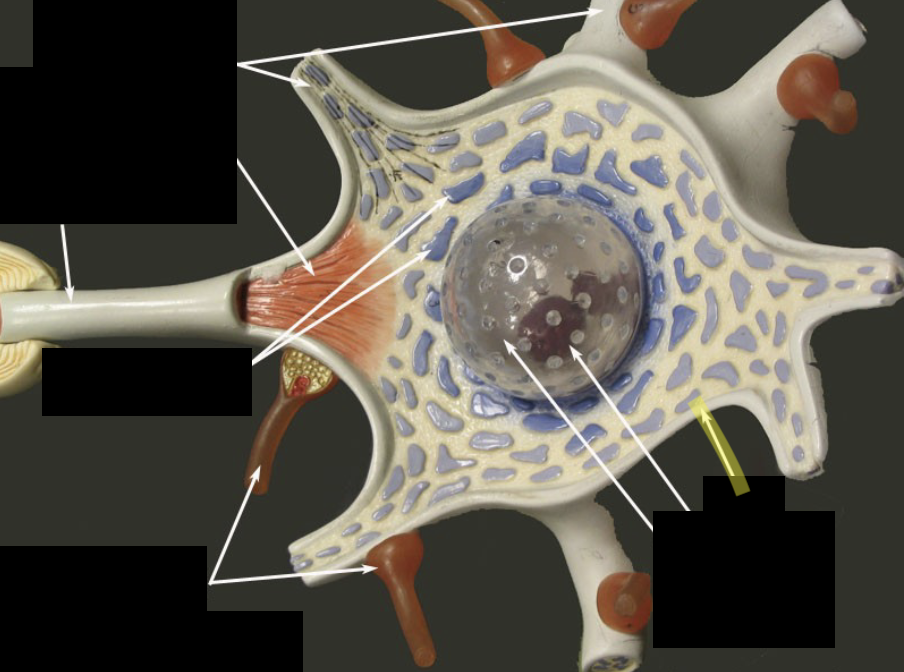 <p>What part of the neuron is this?</p>