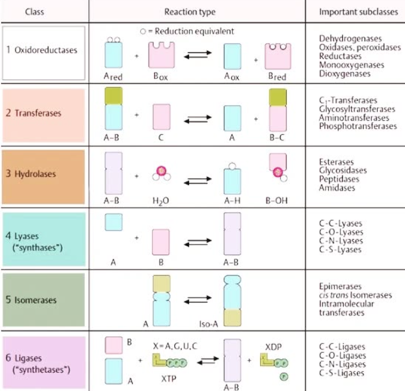 <ol><li><p><strong>oxidoreductases</strong>: transfers e- or H+ from one molecule to another (oxidation-reduction reactions)</p></li><li><p><strong>transferases</strong>: moving functional group from one molecule to another (group transfer)</p></li><li><p><strong>hydrolases</strong>: transfer of functional group to water; catabolic hydrolysis (hydrolysis reactions)</p></li><li><p><strong>lyases</strong>: group elimination to form double bonds</p></li><li><p><strong>isomerases</strong>: rearrangement of atoms within a molecule (isomerization reactions)</p></li><li><p><strong>ligases</strong>: bond formatio coupled with ATP hyrolysis (anabolic)</p></li></ol><p></p>