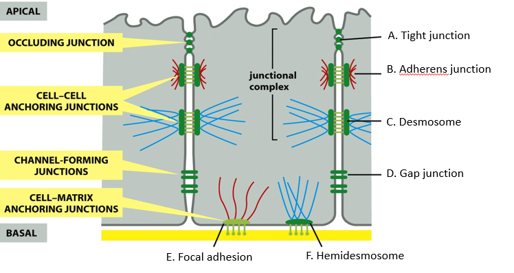 <ol><li><p>tight junction</p></li><li><p>adherens junctions</p></li><li><p>desmosomes</p></li><li><p>hemidesmosomes</p></li><li><p>gap junctions</p></li><li><p>focal adhesions</p></li></ol><p></p>